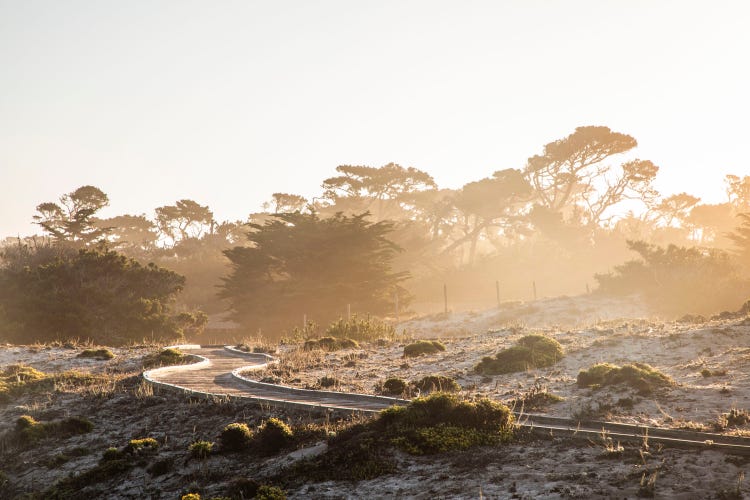 Wooden boardwalk winding through coastal dunes and trees at Asilomar, illuminated by warm golden sunlight.