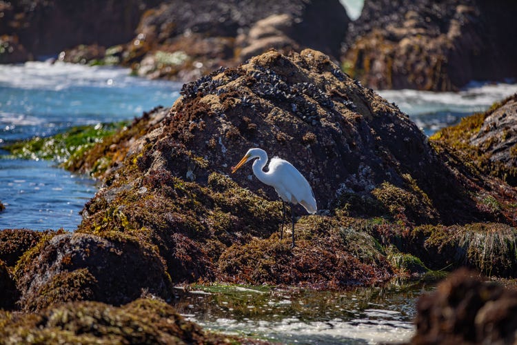 Sea bird on coastal rocks