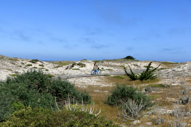 A lone cyclist rides a blue bicycle along a narrow path winding through sandy coastal dunes