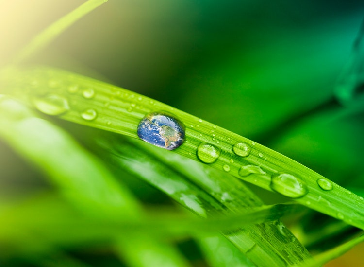 Leaf with rain droplets